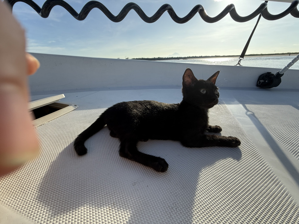Lost Female Cat (Black, Unknown)