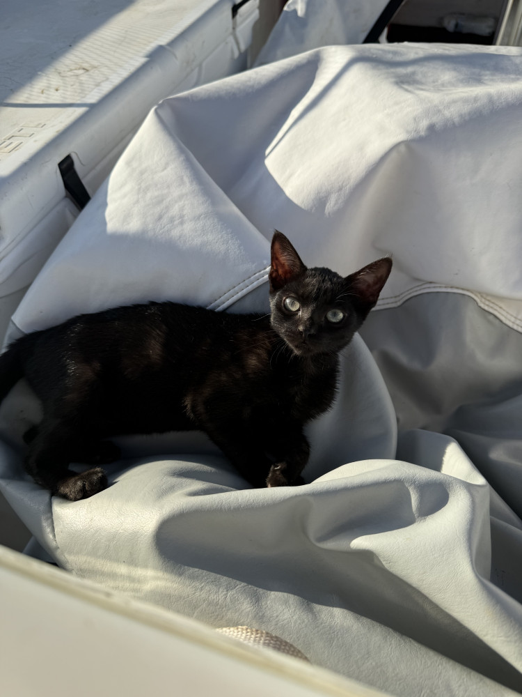 Lost Female Cat (Black, Unknown)