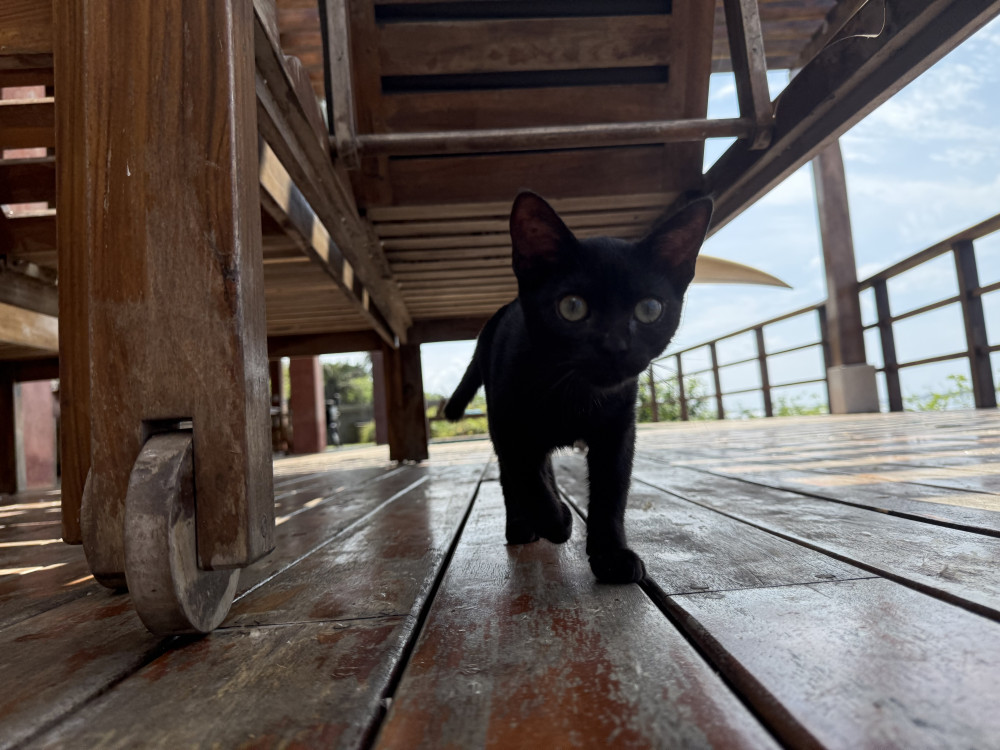 Lost Female Cat (Black, Unknown)