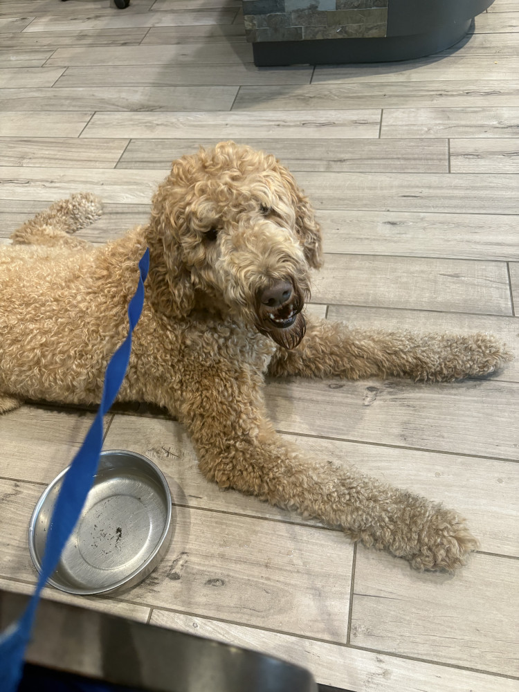 Reunited Male Dog (Tan, Labradoodle)