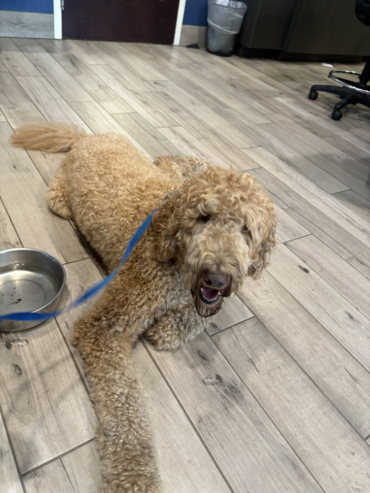 Reunited Male Dog (Tan, Labradoodle)