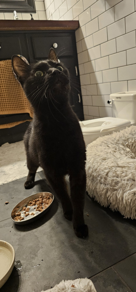 Reunited Female Cat (Black, Shorthair)