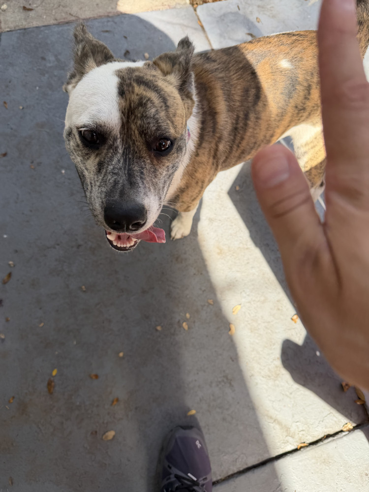 Reunited Male Dog (Stripes and white socks, Pit bull mix?)