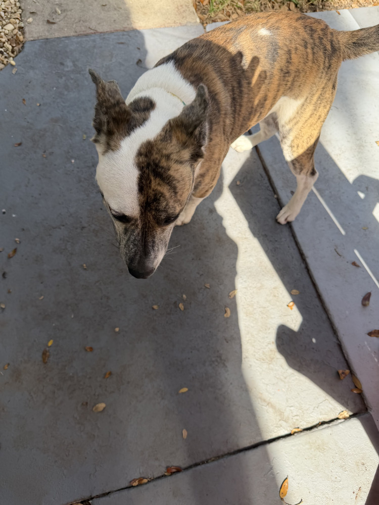 Reunited Male Dog (Stripes and white socks, Pit bull mix?)