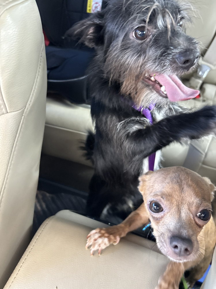 Found Female Dog (1x Brown / 1x Black, Chihuahua / Terrier)