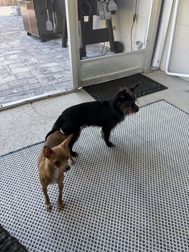 Found Female Dog (1x Brown / 1x Black, Chihuahua / Terrier)