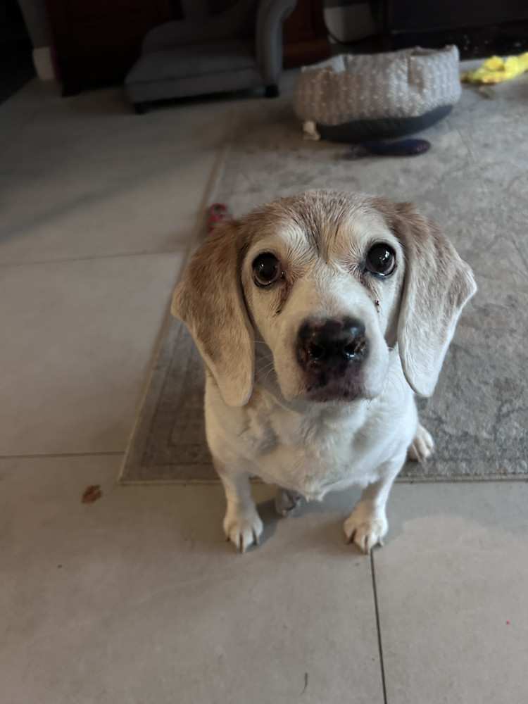 Reunited Female Dog (White and tan, Beagle mix)