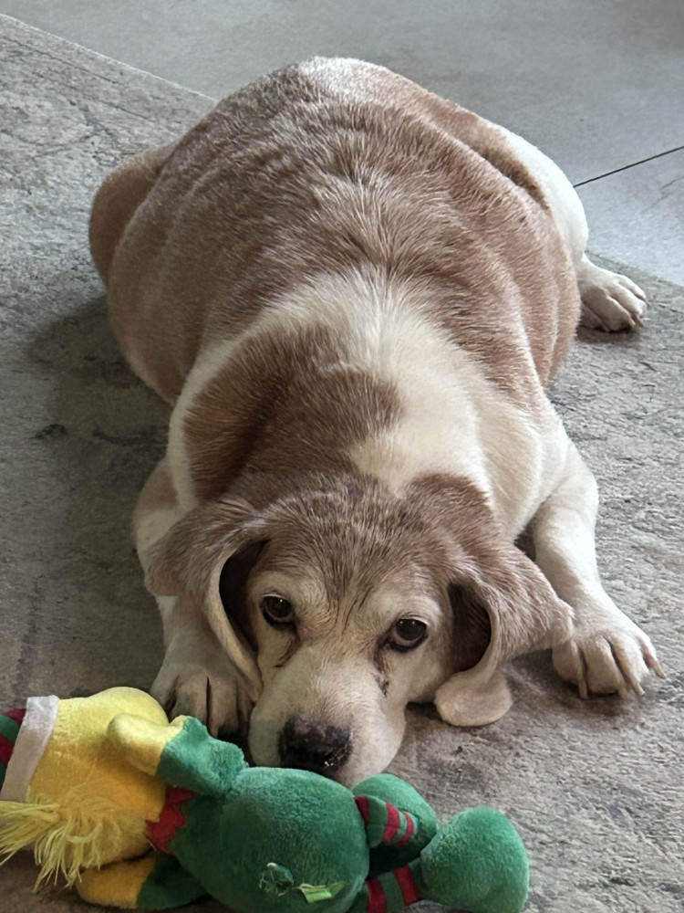 Reunited Female Dog (White and tan, Beagle mix)