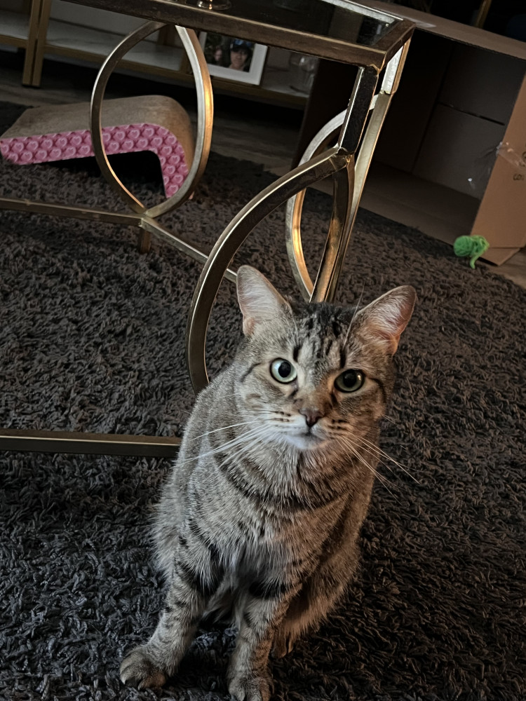 Lost Female Cat (brown/black, tabby)