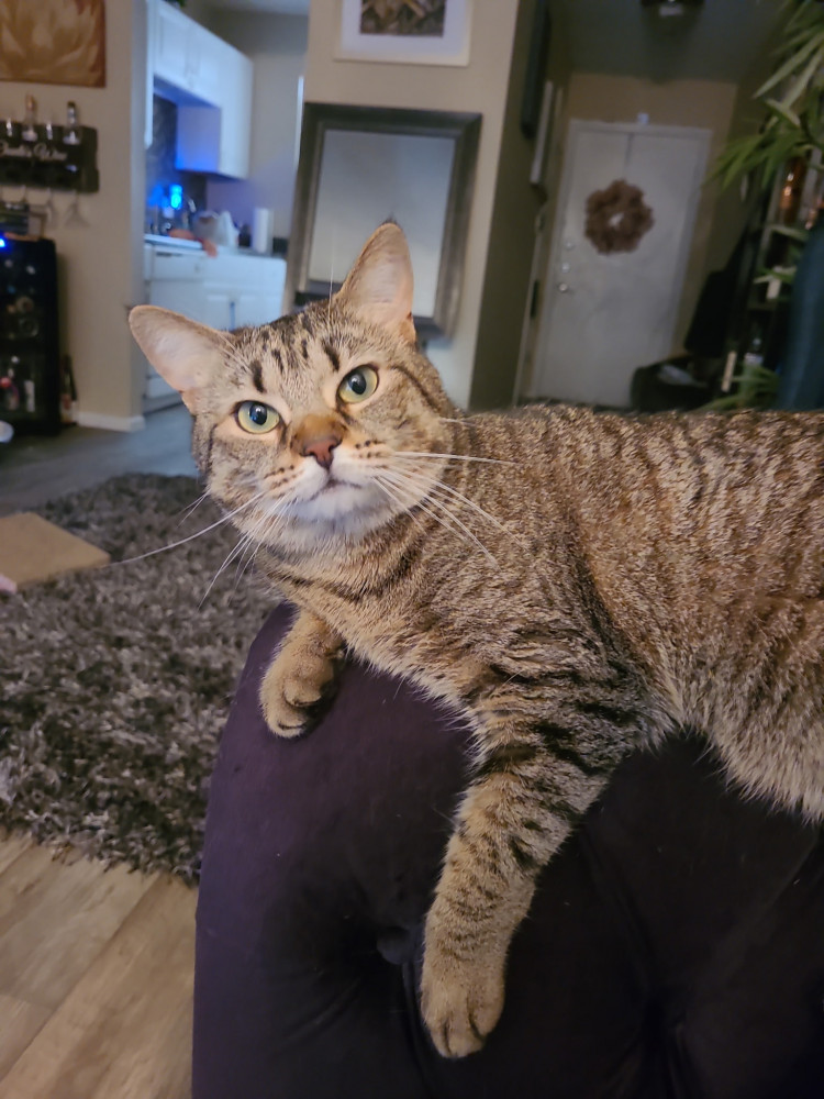 Lost Female Cat (brown/black, tabby)