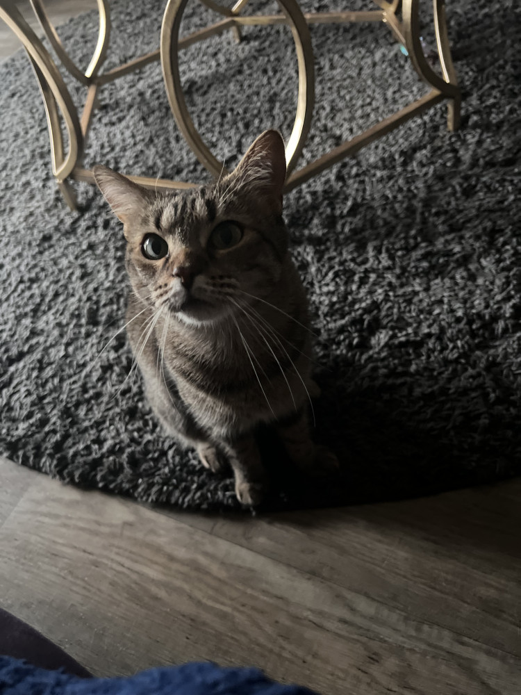 Lost Female Cat (brown/black, tabby)