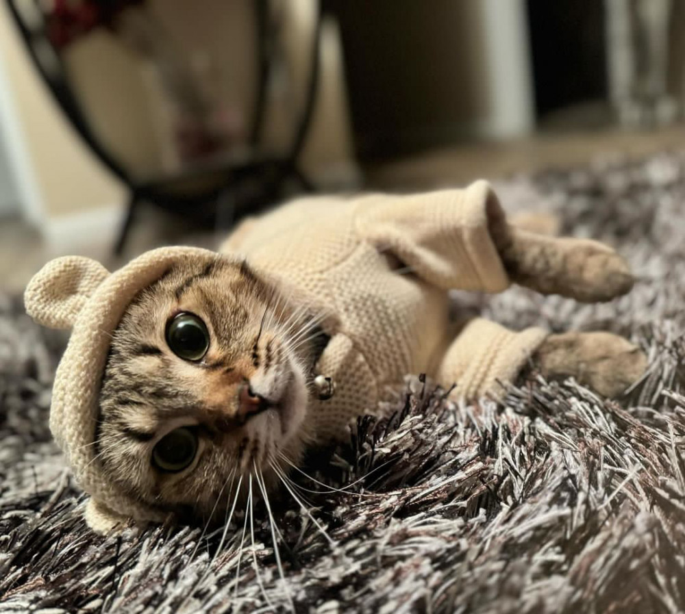 Lost Female Cat (brown/black, tabby)