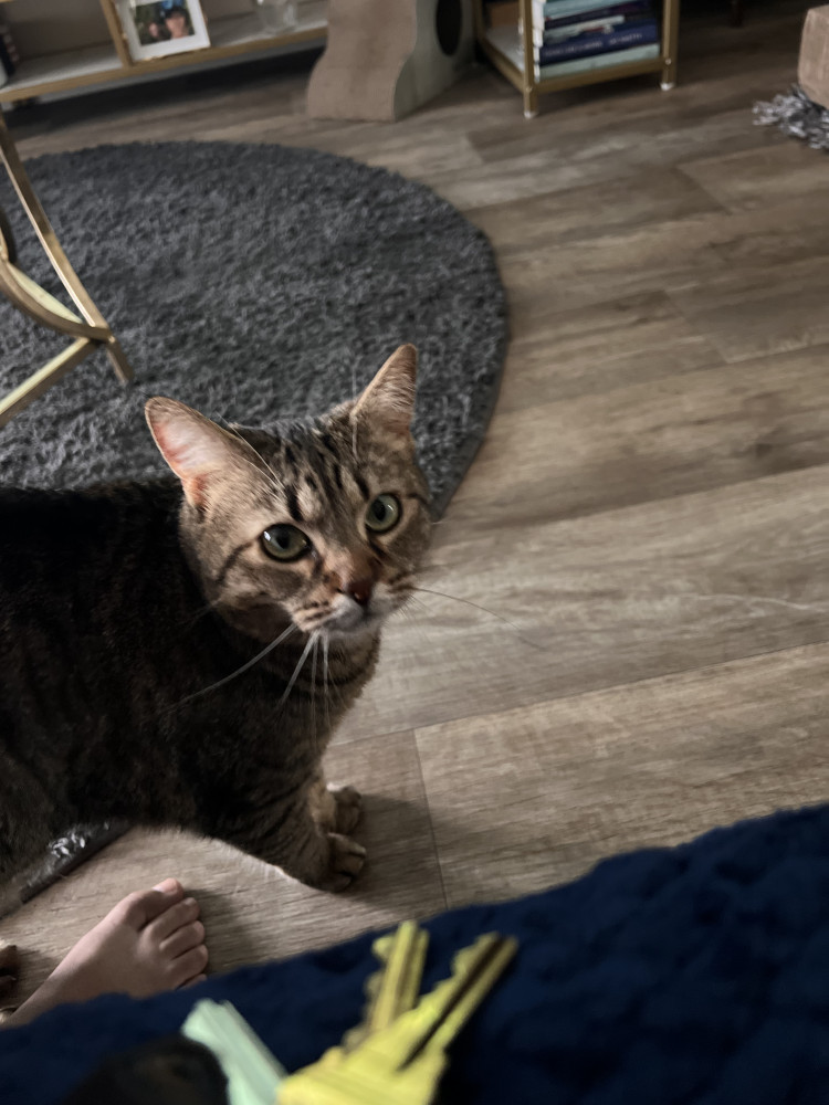 Lost Female Cat (brown/black, tabby)