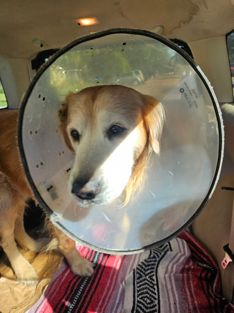 Reunited Female Dog (Golden, Golden retriever)