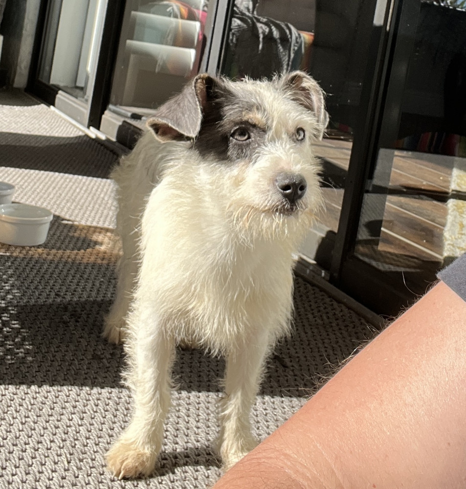 Found Female Dog (white with grey spots, small terrier of some sort?)