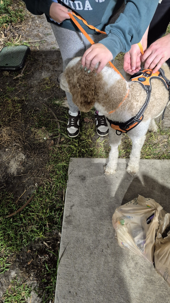 Reunited Male Dog (White and tan, Doodle mix)