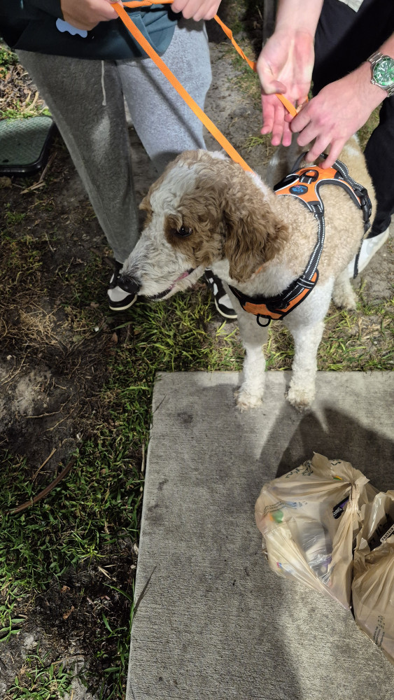 Reunited Male Dog (White and tan, Doodle mix)