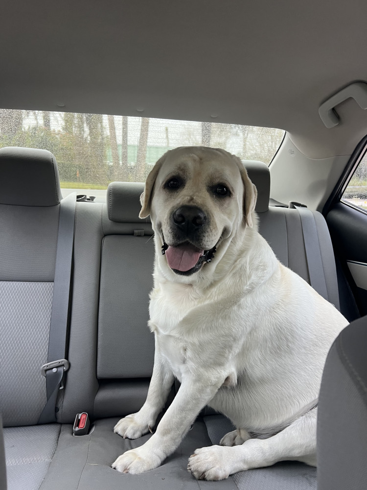 Reunited Male Dog (Yellow, Labrador Retriever)
