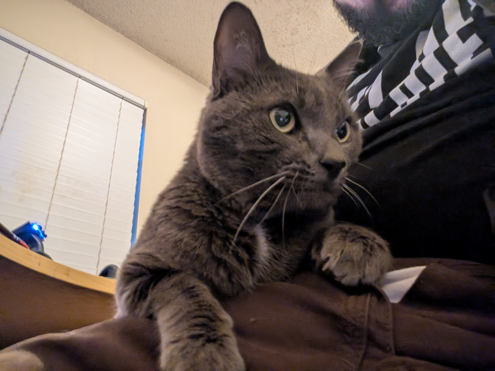 Lost Male Cat (Grey, Russian Blue)