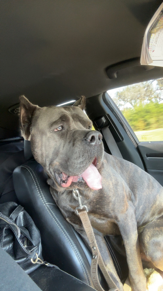 Reunited Male Dog (Grey brindle, Cane corso)