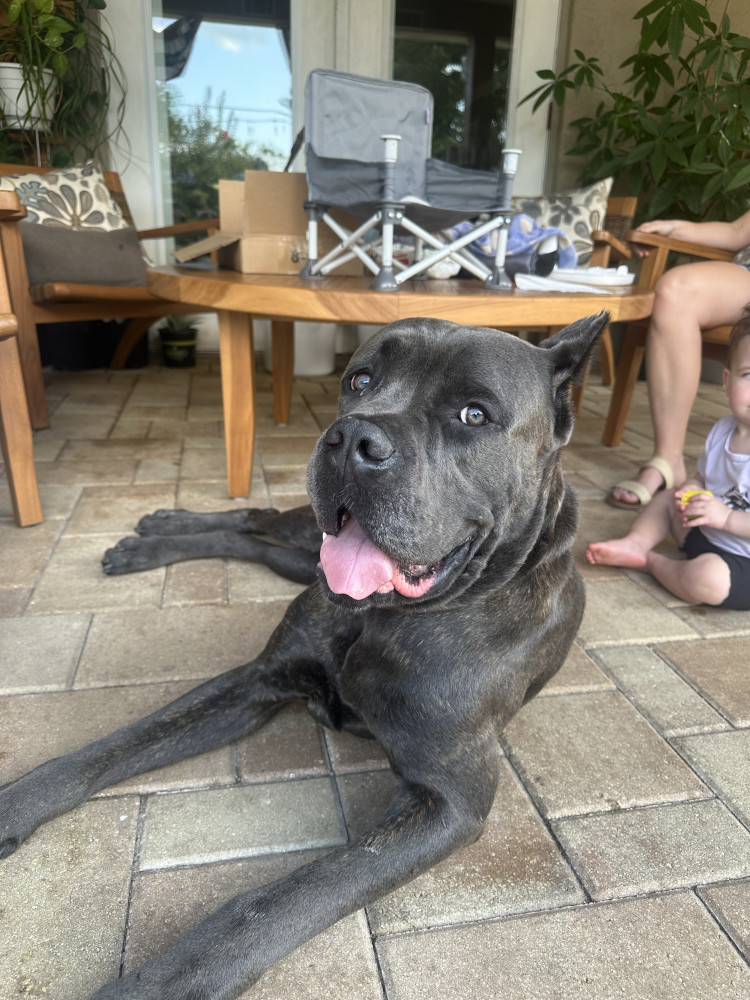 Reunited Male Dog (Grey brindle, Cane corso)