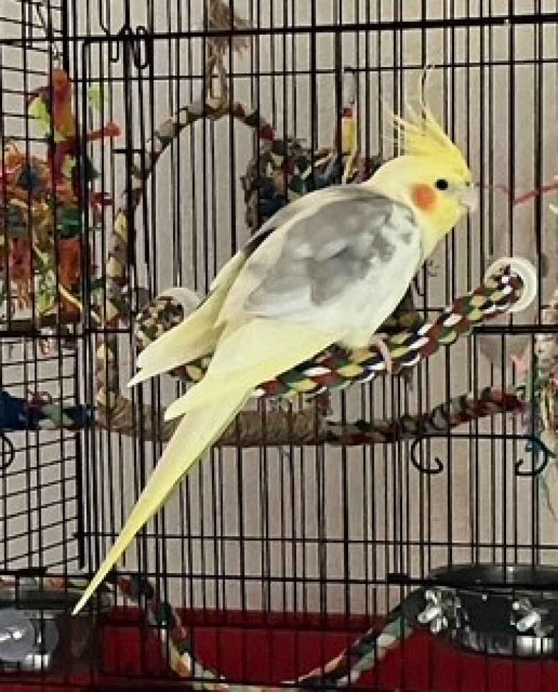 Lost Male Bird (grey and yellow, Cockatiel)
