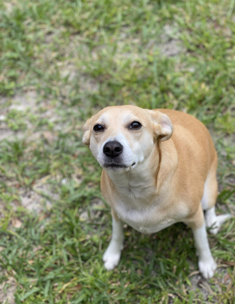 Reunited Female Dog (White and tan, Whippet terrier mix)