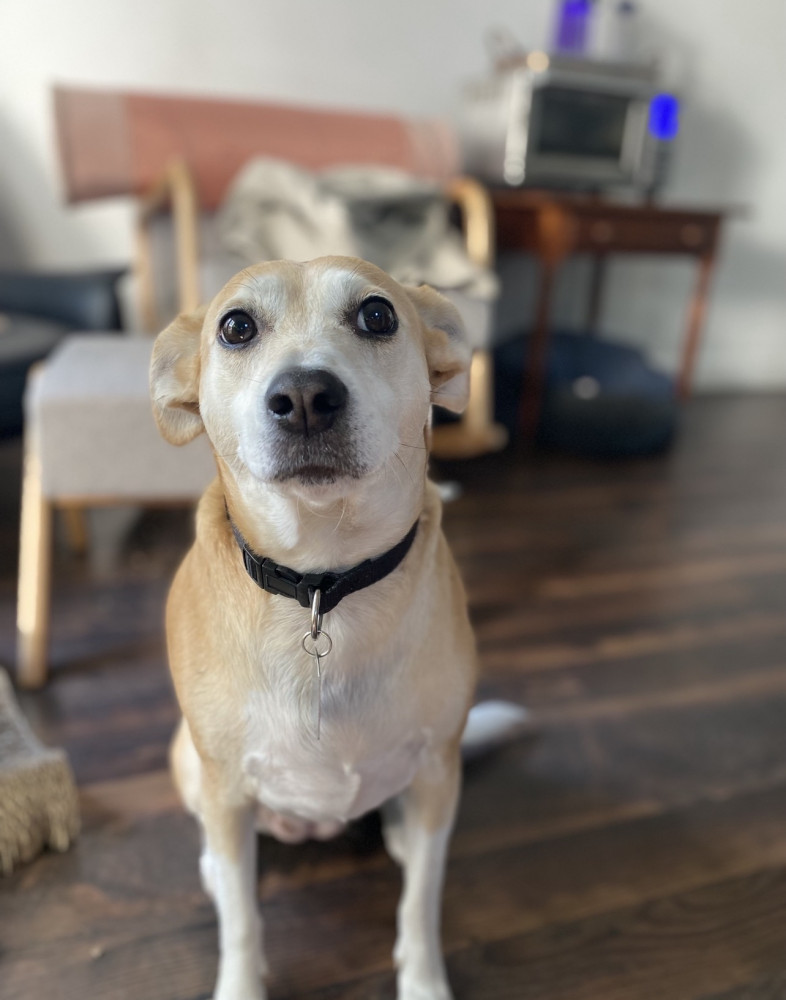 Reunited Female Dog (White and tan, Whippet terrier mix)