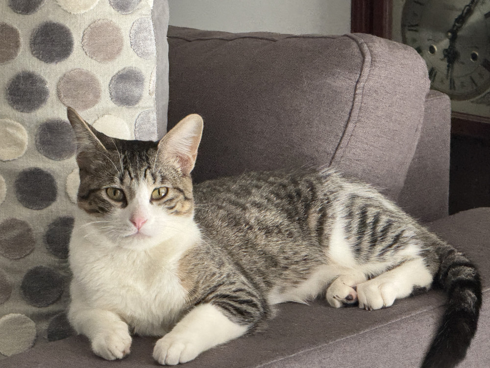 Reunited Male Cat (Grey and White, Domestic Shorthair)