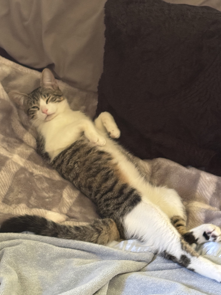 Reunited Male Cat (Grey and White, Domestic Shorthair)