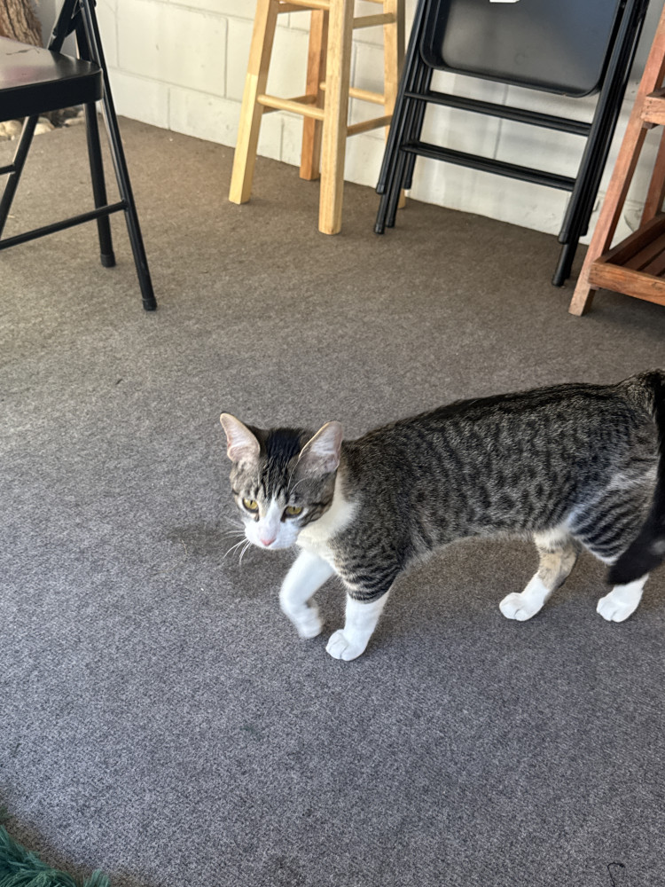 Reunited Male Cat (Grey and White, Domestic Shorthair)