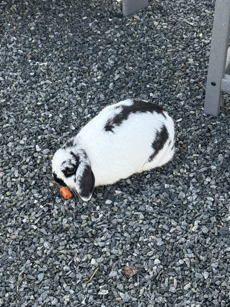 Found Male Other Pet (Black and white, Floppy eared bunny)