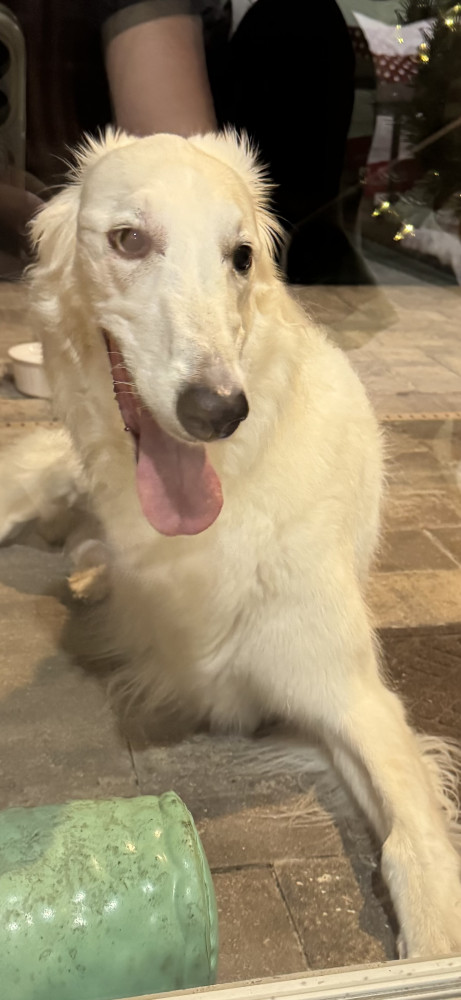 Reunited Female Dog (White, Unknown)