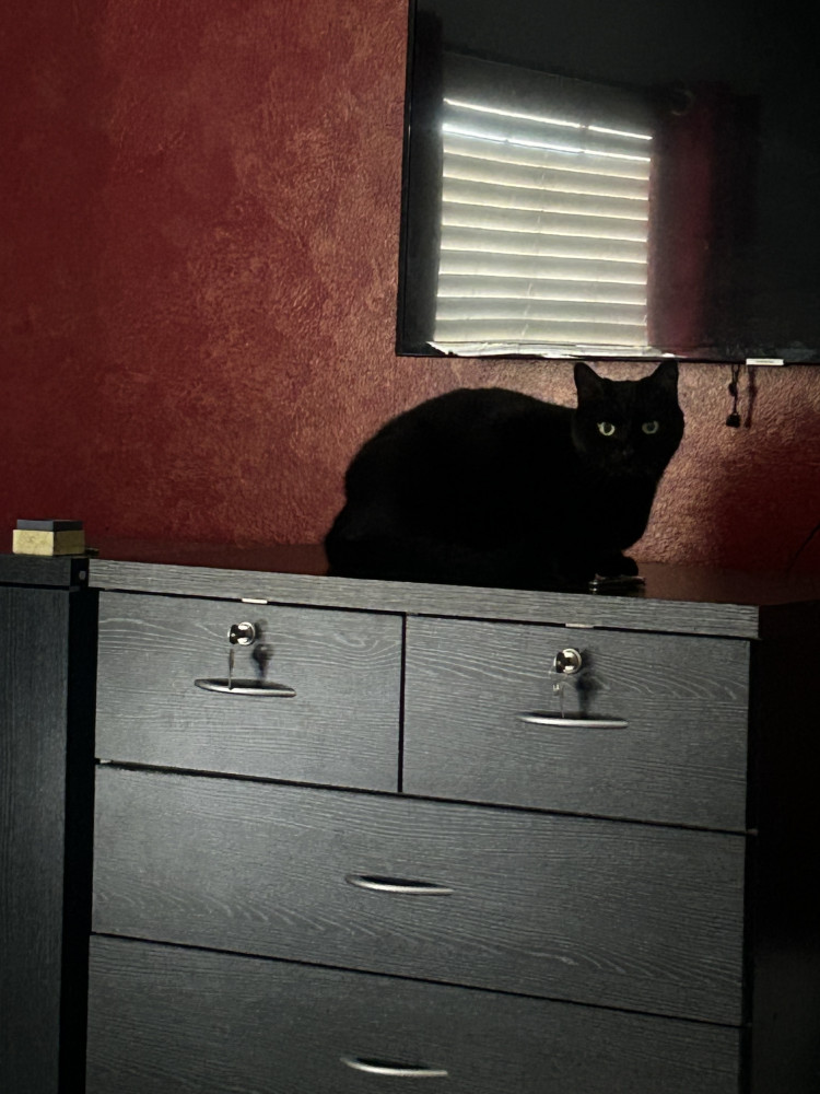 Lost Male Cat (Black, N/A)