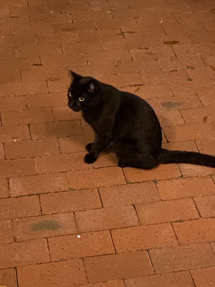 Found Female Cat (All black, Not sure)