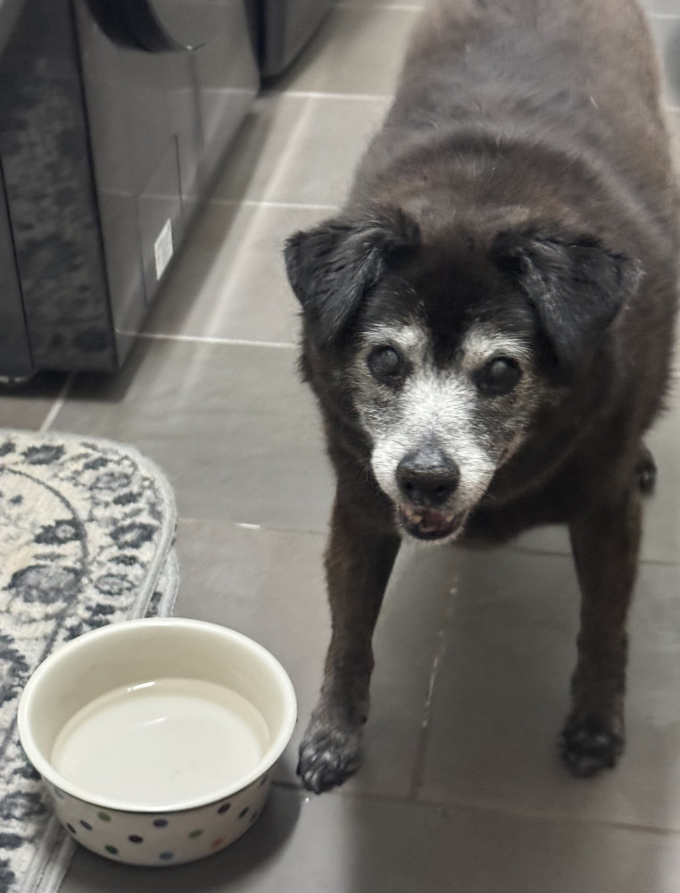 Reunited Female Dog (Black & White, Mixed)