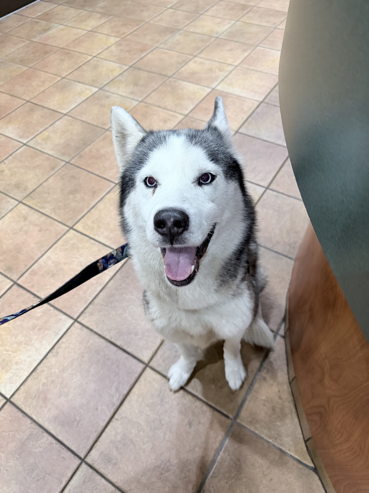 Found Male Dog (White, black gray normal markings, Huskey)