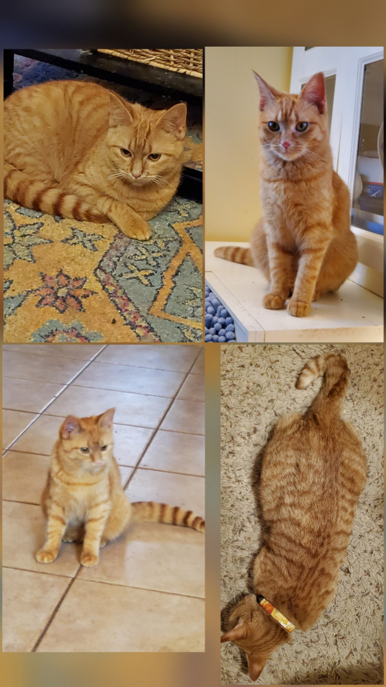 Reunited Female Cat (Orange, Orange)