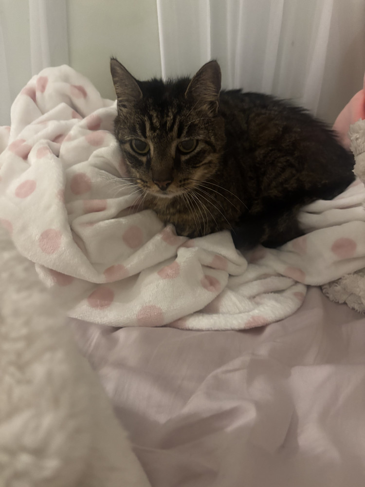 Found Male Cat (Black/tan/white, Short hair)