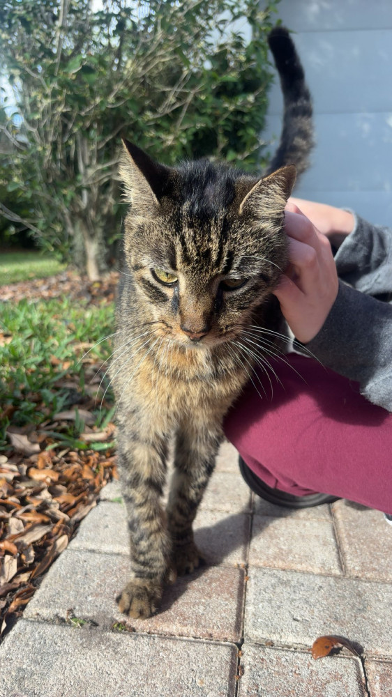 Found Male Cat (Black/tan/white, Short hair)