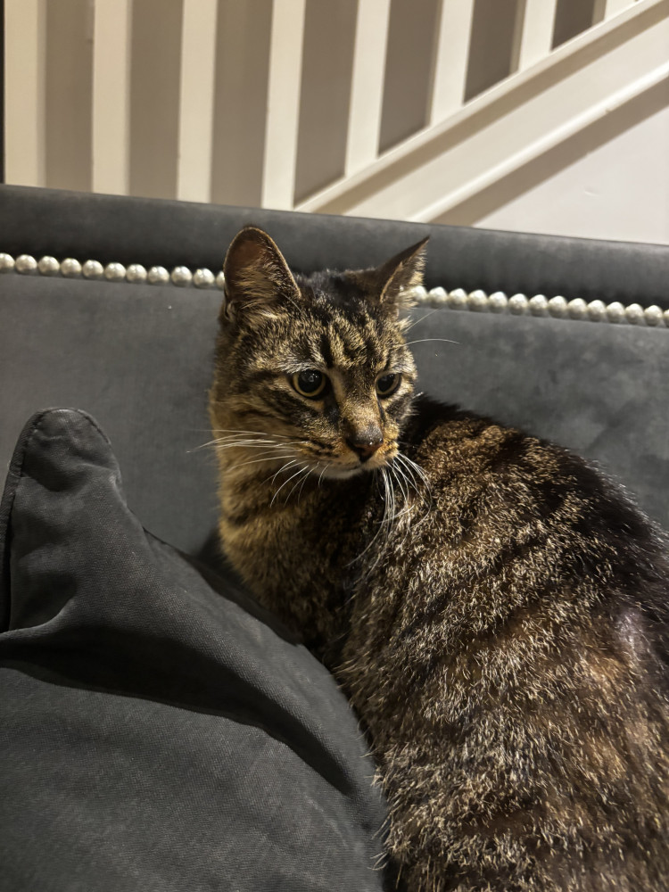 Found Male Cat (Black/tan/white, Short hair)