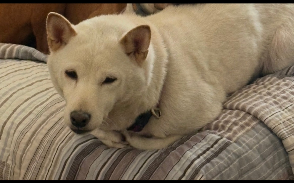 Lost Female Dog (white with blonde ears, shiba inu)