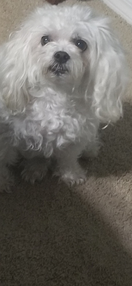 Reunited Female Dog (White, Maltese Shih Tzu Poodle Mix)