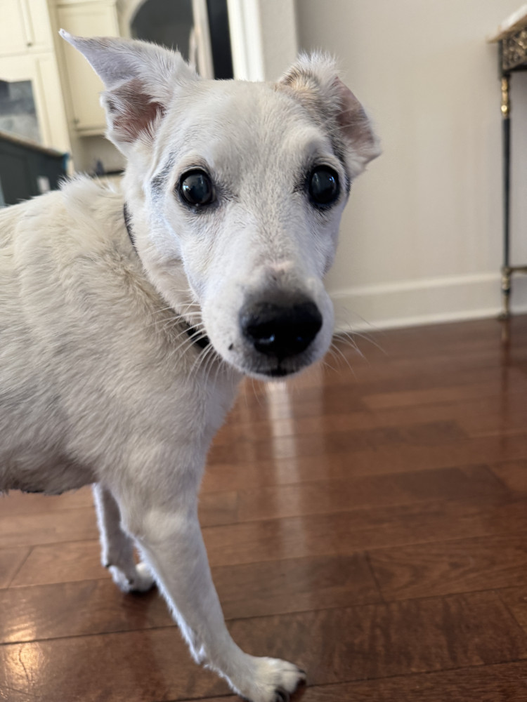 Reunited Male Dog (White with small black spots, Mix)