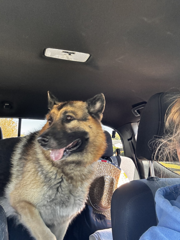 Reunited Male Dog (Tan and black, German Sheppard)