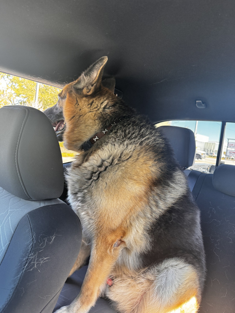 Reunited Male Dog (Tan and black, German Sheppard)