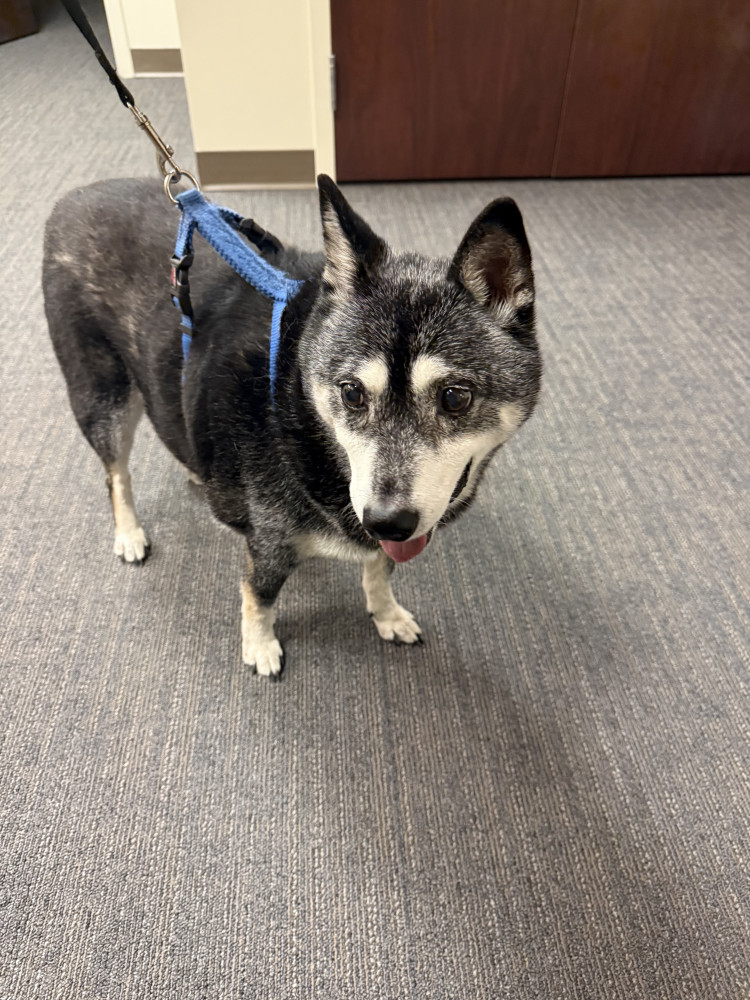 Reunited Male Dog (Black, Unknown)