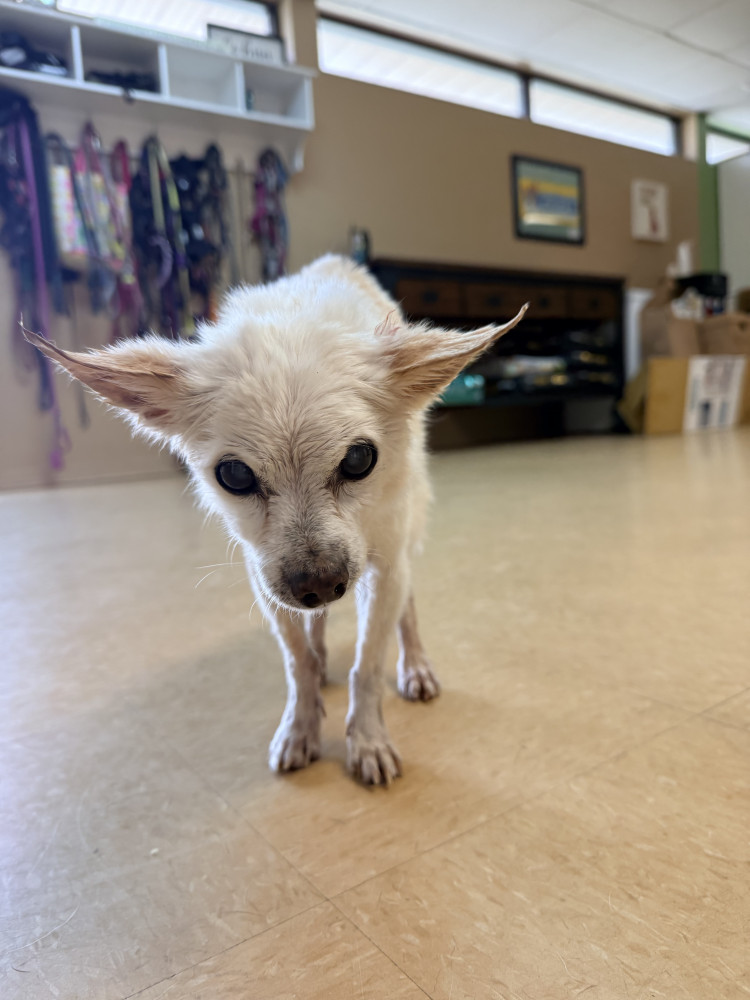 Reunited Male Dog (Tan/white, Chihuahua)
