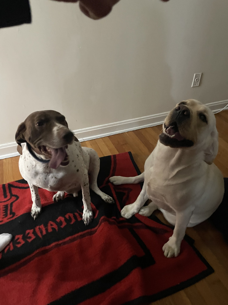 Reunited Female Dog (White, Lab)