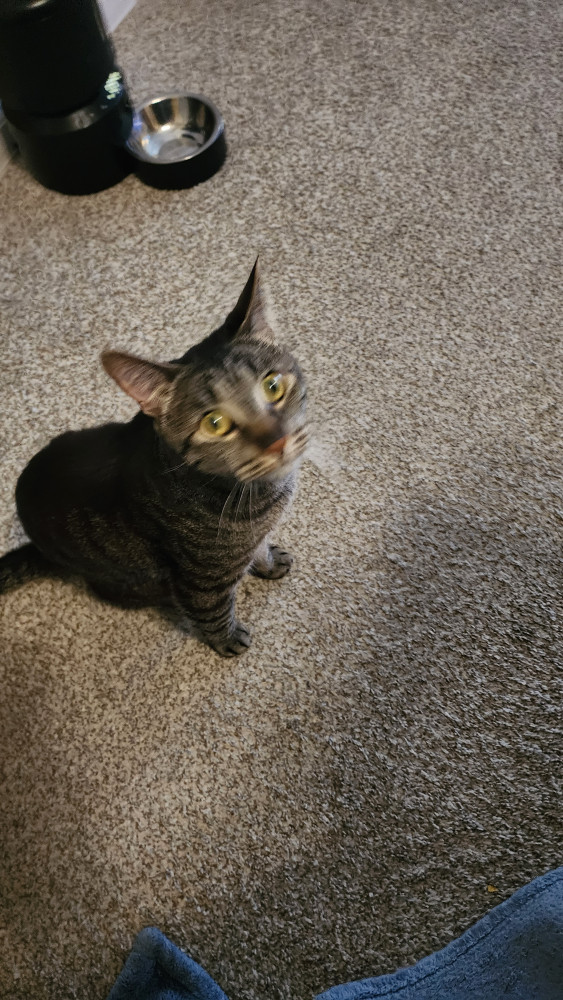 Lost Male Cat (Grey and brown with black stripes, Domestic shorthair)